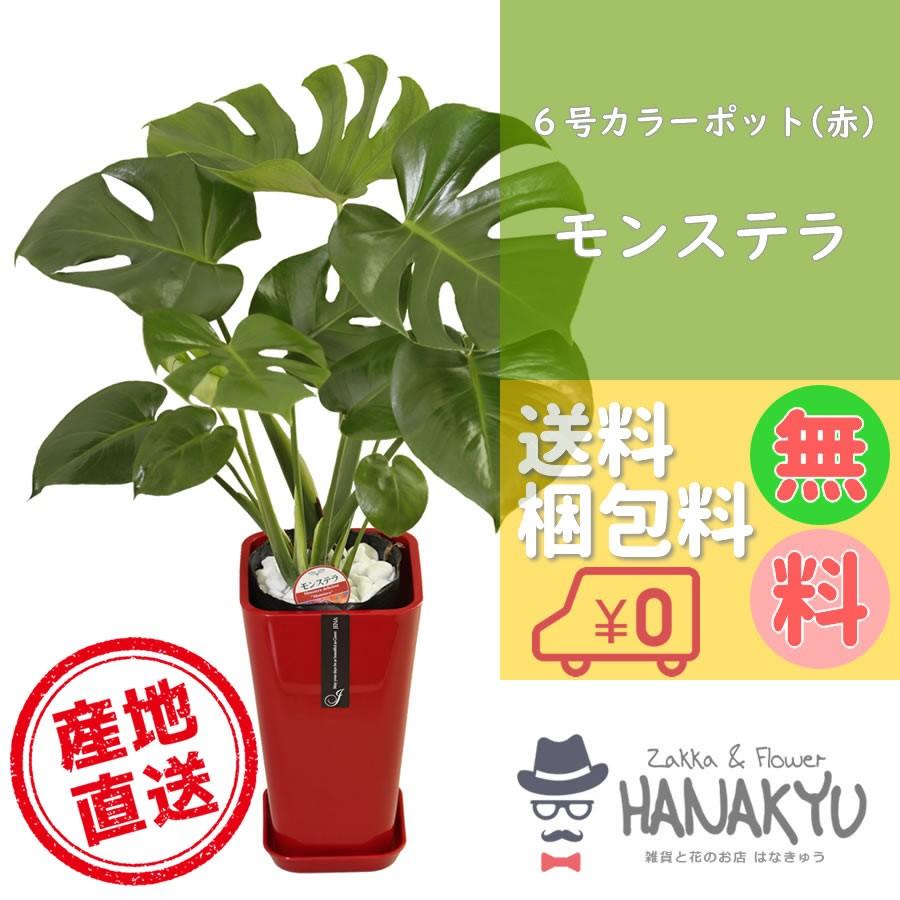 人気の観葉植物 おしゃれ モンステラ プレゼント ６号 カラーポット 赤 お手軽価格 誕生日 新築祝 ギフト 自分用 インテリア 風水 受け皿付き 高さ約70cm Hanakyu Mn Mons06 009 Zakka Flower Hanakyu 通販 Yahoo ショッピング