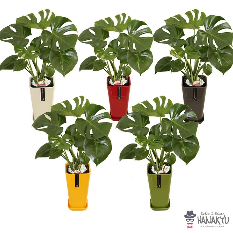 人気の観葉植物 おしゃれ モンステラ プレゼント 6号 カラーポット 赤