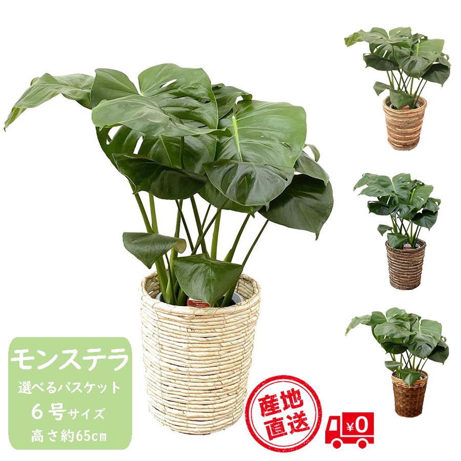 モンステラ　３種セット（6） 観葉植物 おしゃれ 種類 モンステラ 人気 開店祝い 新築祝い 母の日