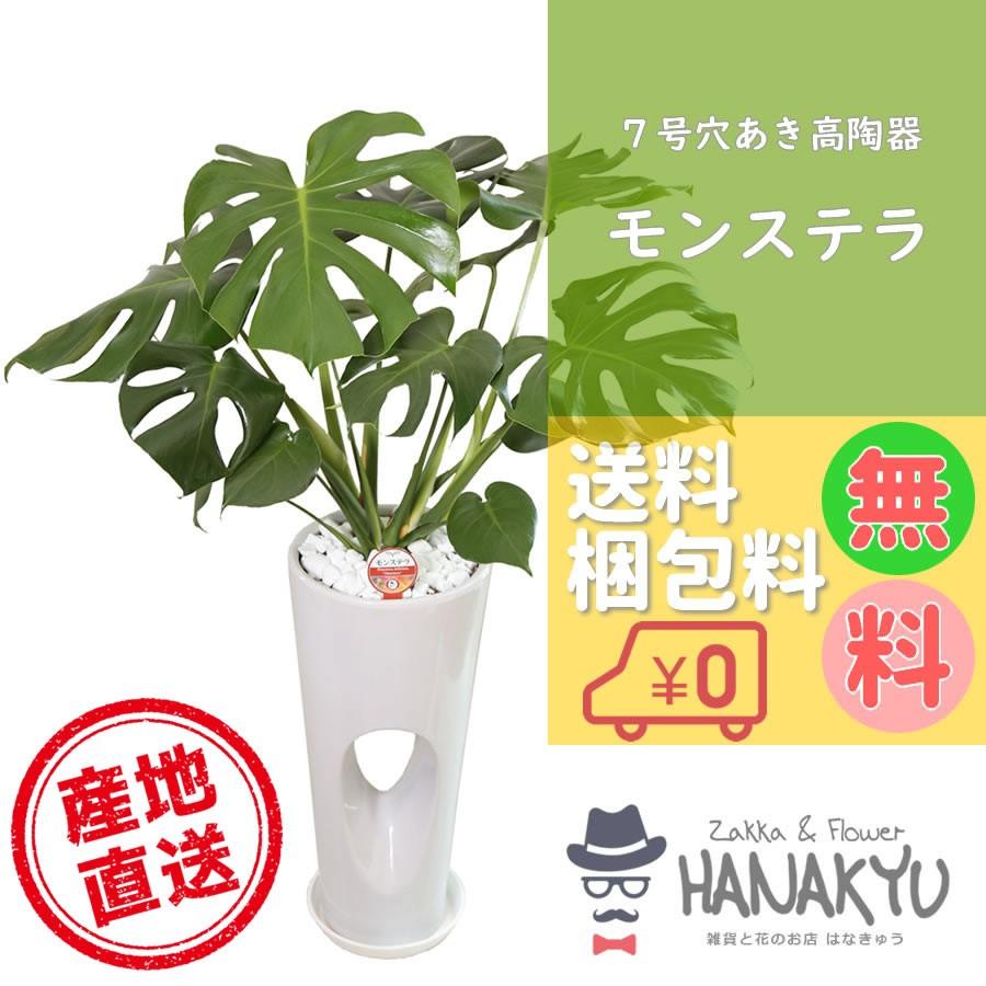 観葉植物 おしゃれ 人気 モンステラ プレゼント ７号 穴あき高陶器 白 ギフト 誕生日 新築祝 開店祝 インテリア 風水 受け皿付き 高さ約95cm