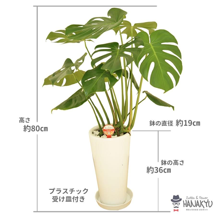 観葉植物 おしゃれ 人気 モンステラ プレゼント 7号 丸陶器ロング 