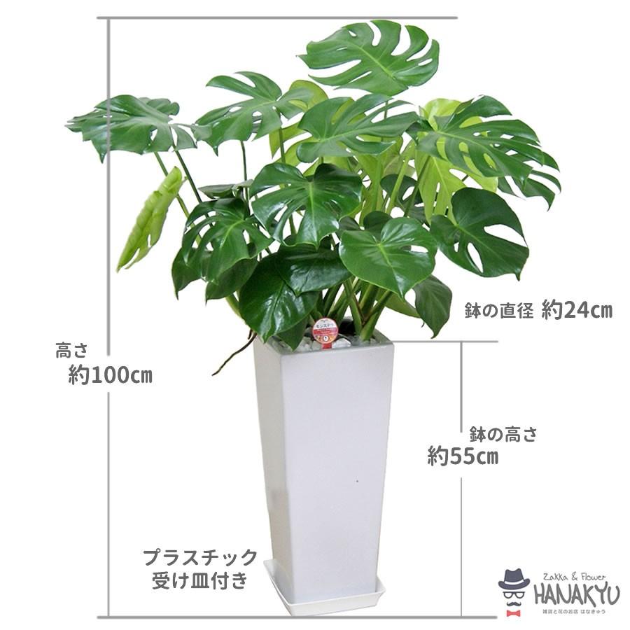 観葉植物 おしゃれ 人気 モンステラ プレゼント 8号 スクエア高陶器 