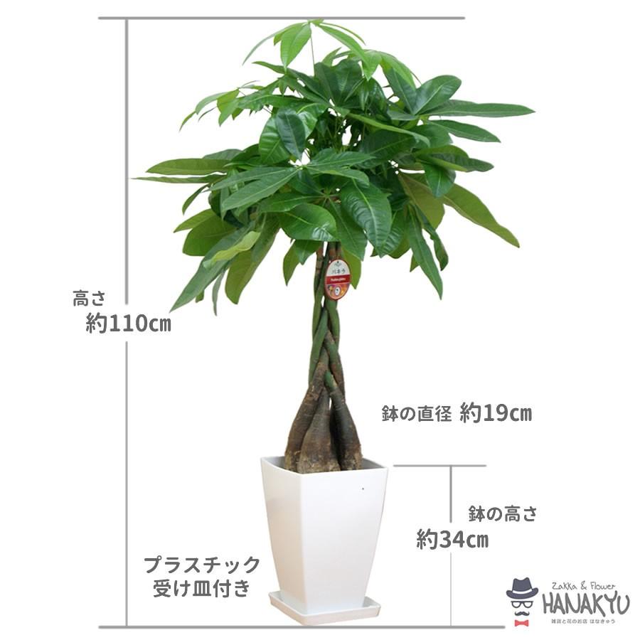 人気の観葉植物 価格 おしゃれ パキラ 開店祝い ８号 スクエアプラスチック鉢 インテリア 高さ約110cm 風水 大型 受け皿付き ギフト