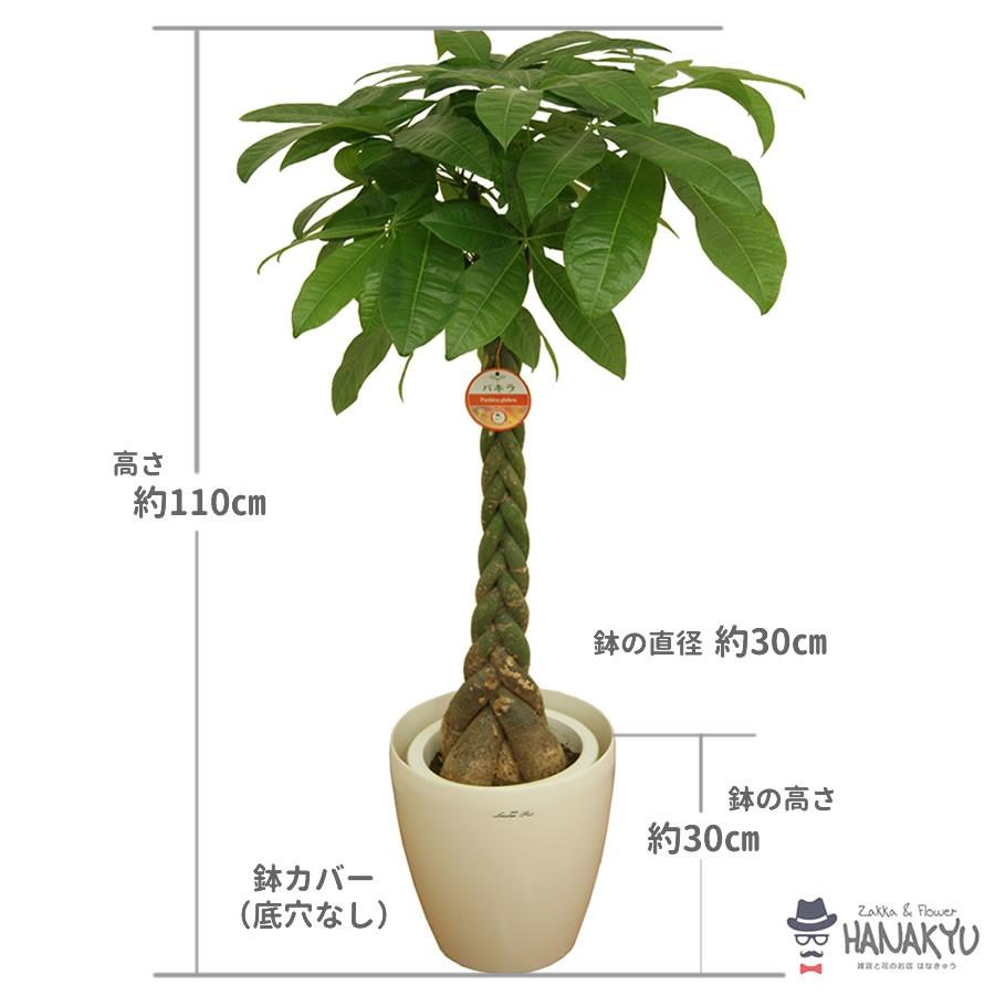 パキラ。大型。鉢付き パキラ。大型。鉢付き
