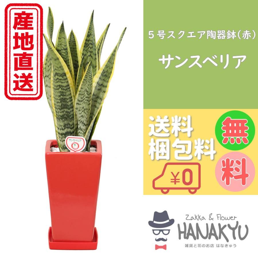 人気の観葉植物 おしゃれ サンスベリア プレゼント ５号 スクエア陶器鉢 赤 ギフト 誕生日 自分用 インテリア 風水 マイナスイオン 高さ約65cm Hanakyu Mn Sans05 002 Zakka Flower Hanakyu 通販 Yahoo ショッピング