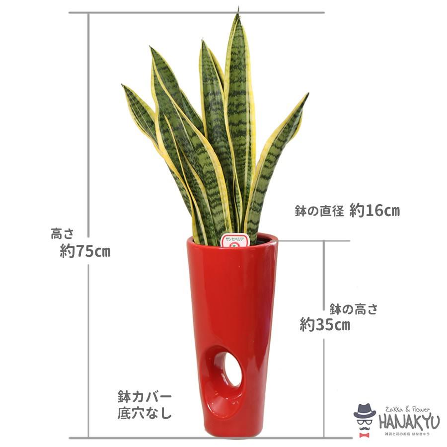 人気の観葉植物 おしゃれ サンスベリア ６号 穴あき陶器鉢カバー 赤 ギフト 自分用 インテリア 風水 マイナスイオン 高さ約75cm Hanakyu Mn Sans06 002 Zakka Flower Hanakyu 通販 Yahoo ショッピング