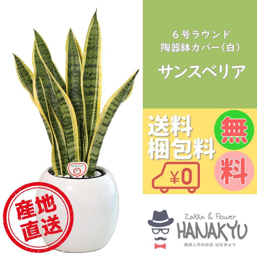 人気の観葉植物 おしゃれ サンスベリア ６号 ラウンド陶器鉢カバー 白 ギフト 自分用 インテリア 風水 マイナスイオン 高さ約60cm 独特の素材