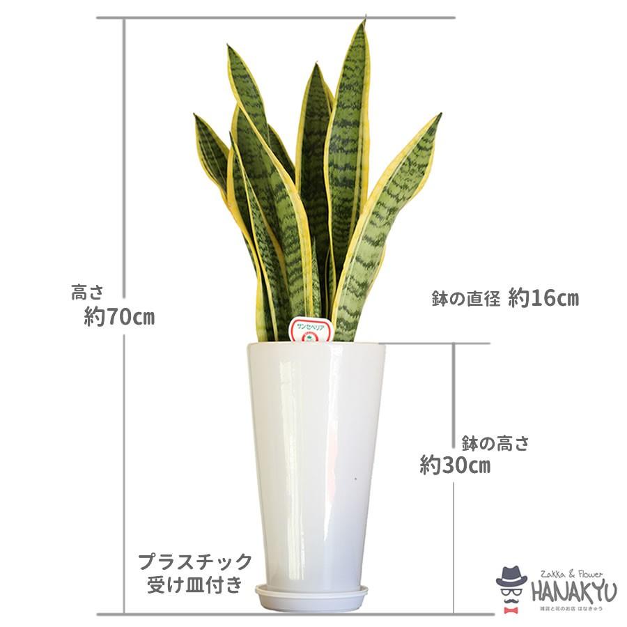 1467円 激安セール 人気の観葉植物 おしゃれ サンスベリア プレゼント ６号 丸高陶器鉢 ギフト 誕生日 自分用 インテリア 風水 マイナスイオン 高さ約70cm