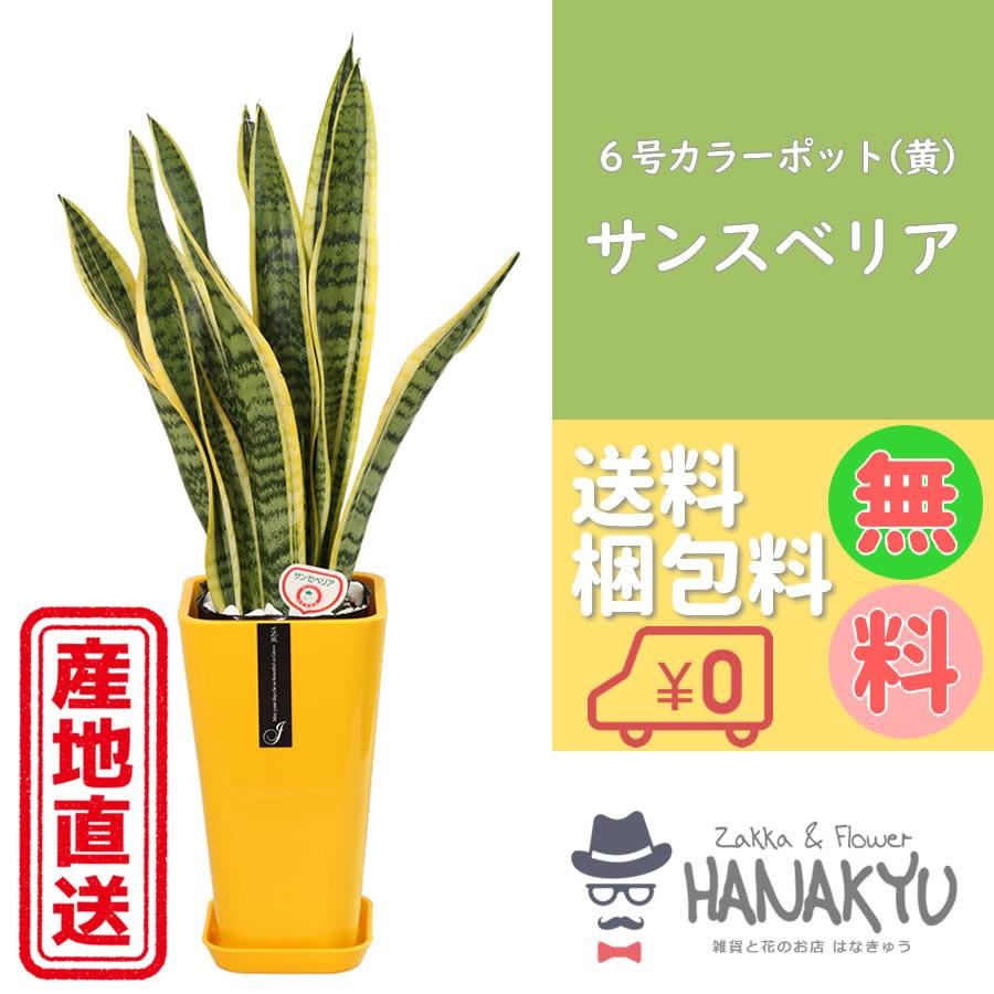 人気の観葉植物 おしゃれ サンスベリア プレゼント ６号 カラーポット 黄 ギフト 誕生日 自分用 インテリア 風水 マイナスイオン 高さ約70cm Ywvtv6qvrr Cevicheriaviejobolo Ec