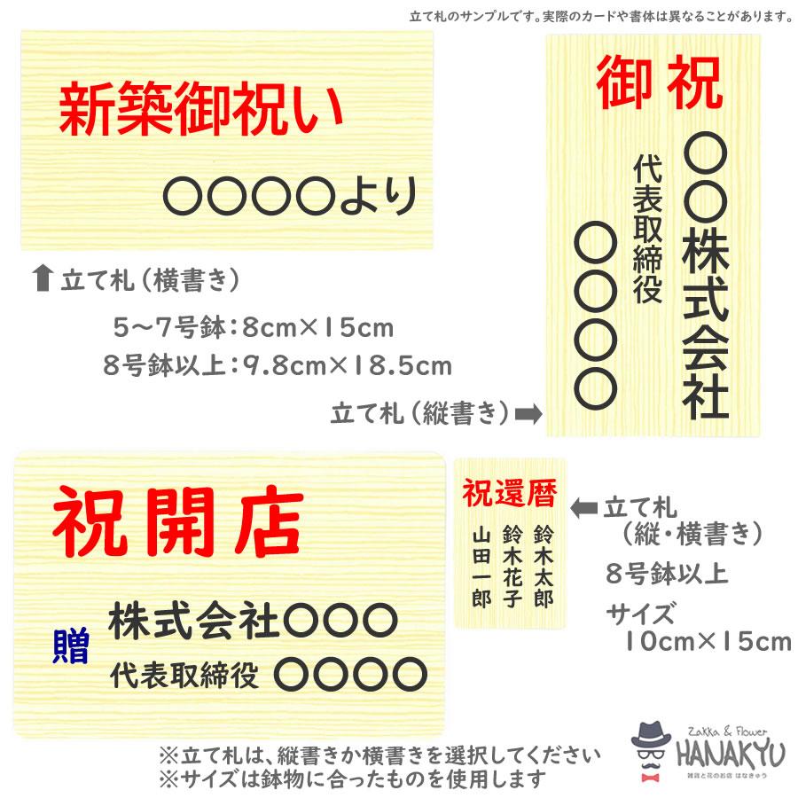 大人の上質 人気の観葉植物 おしゃれ サンスベリア７号 穴あき高陶器 白 ギフト 自分用 インテリア 風水 マイナスイオン 受け皿付き 高さ約100cm Wantannas Go Id