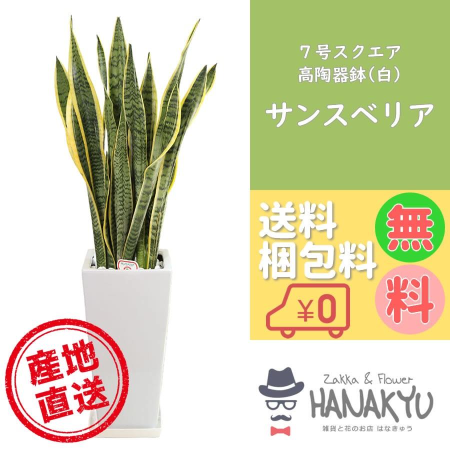 好評にて期間延長 人気の観葉植物 おしゃれ サンスベリア ７号 スクエア高陶器 白 ギフト 自分用 インテリア 風水 マイナスイオン 受け皿付き 高さ約85cm