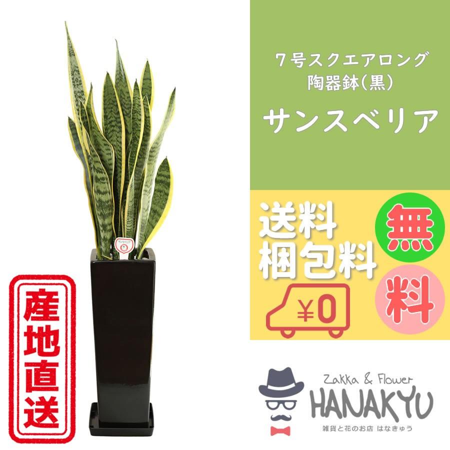 Sale 81 Off 人気の観葉植物 おしゃれ サンスベリア ７号 スクエアスリム陶器鉢 黒 ギフト インテリア 風水 マイナスイオン 受け皿付き 高さ約85cm