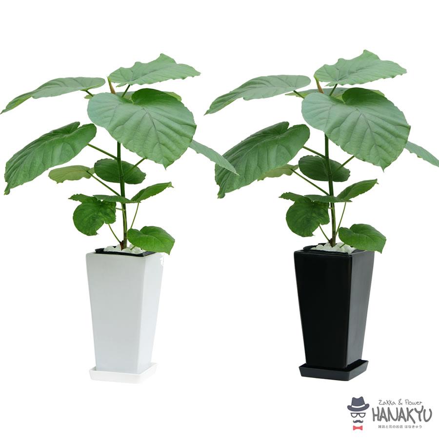アウトレット 人気の観葉植物 おしゃれ ウンベラータ ハートの葉っぱ スクエア高陶器 白 ６号 人気 ギフト プレゼント インテリア 風水 高さ約70cm 送料無料