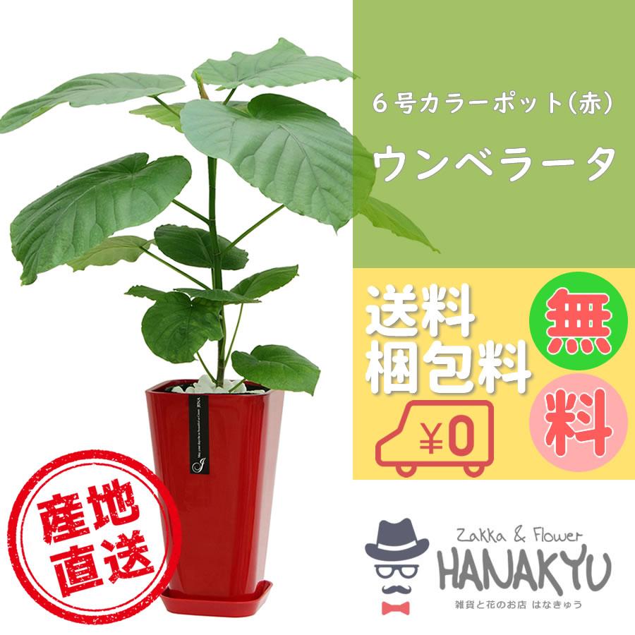 人気の観葉植物 おしゃれ ウンベラータ ハートの葉っぱ カラーポット 赤 ６号 人気 ギフト プレゼント インテリア 風水 高さ約70cm 送料無料 Hanakyu Mn Umbe06 010 Zakka Flower Hanakyu 通販 Yahoo ショッピング