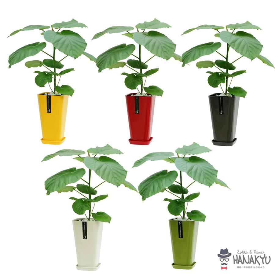 人気の観葉植物 おしゃれ ウンベラータ ハートの葉っぱ カラーポット 緑 ６号 ギフト プレゼント インテリア 風水 高さ約70cm 送料無料 Hanakyu Mn Umbe06 013 Zakka Flower Hanakyu 通販 Yahoo ショッピング