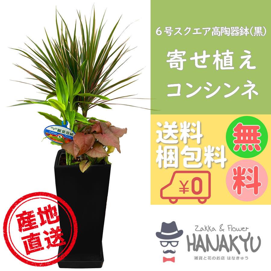 人気の観葉植物 おしゃれ ドラセナ コンシンネ 寄せ植え ６号 スクエア陶器鉢 黒 お手頃価格 ギフトにピッタリ 受け皿付き 高さ約75cm Hanakyu Mn Yosec06 002 Zakka Flower Hanakyu 通販 Yahoo ショッピング