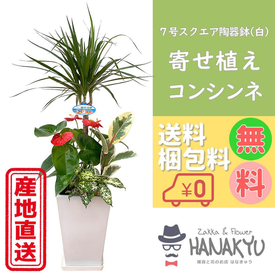 21年製 人気の観葉植物 おしゃれ 種類 ドラセナ コンシンネ ギフト 寄せ植え ７号 スクエア陶器鉢 白 開店祝い 新築祝い 受け皿付き 高さ約100cm Wantannas Go Id