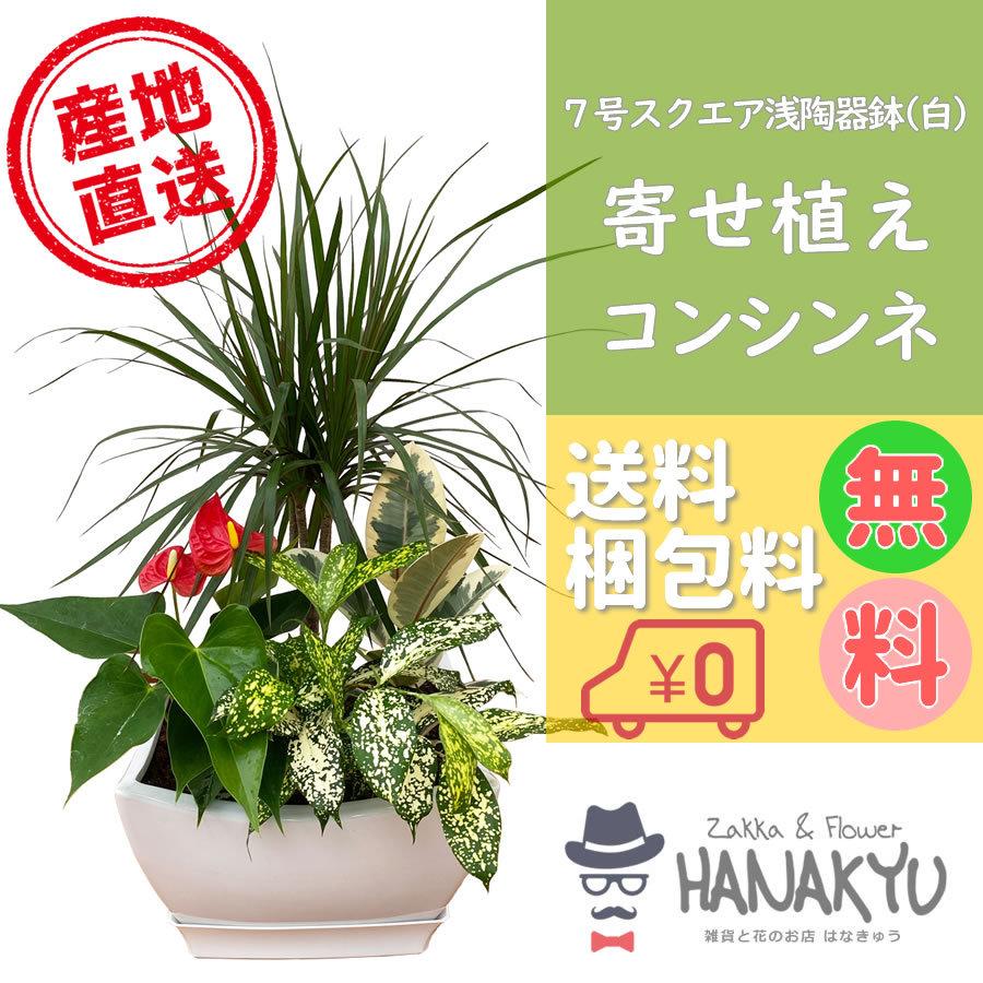 大人気の 人気の観葉植物 おしゃれ ドラセナ コンシンネ 寄せ植え ７号 スクエア浅陶器鉢 お手頃価格 ギフトにピッタリ 受け皿付き 高さ約65cm Wantannas Go Id