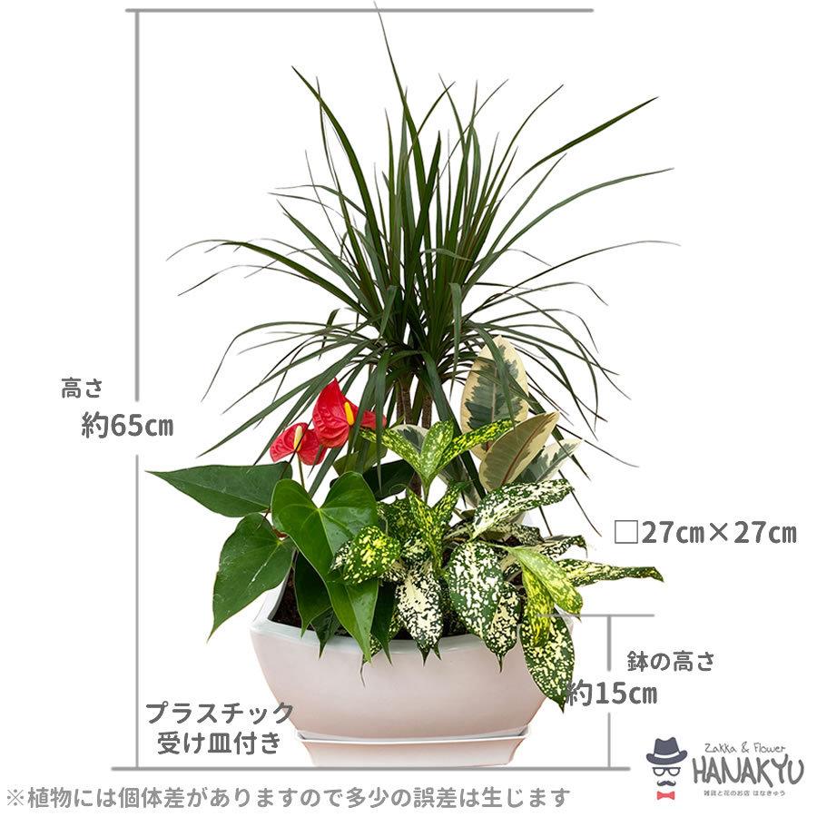 大人気の 人気の観葉植物 おしゃれ ドラセナ コンシンネ 寄せ植え ７号 スクエア浅陶器鉢 お手頃価格 ギフトにピッタリ 受け皿付き 高さ約65cm Wantannas Go Id