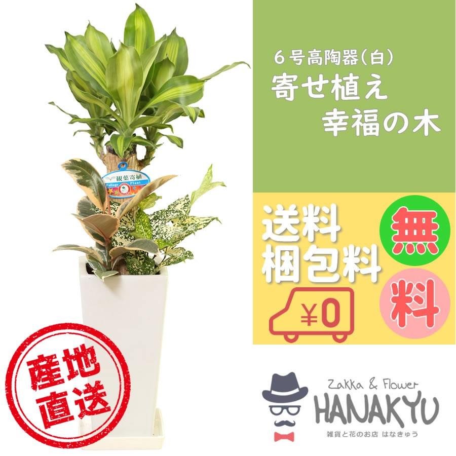 開催中 人気の観葉植物 おしゃれ 幸福の木 寄せ植え ６号 スクエア陶器鉢 白 お手頃価格 ギフトにピッタリ 受け皿付き 高さ約75cm Wantannas Go Id