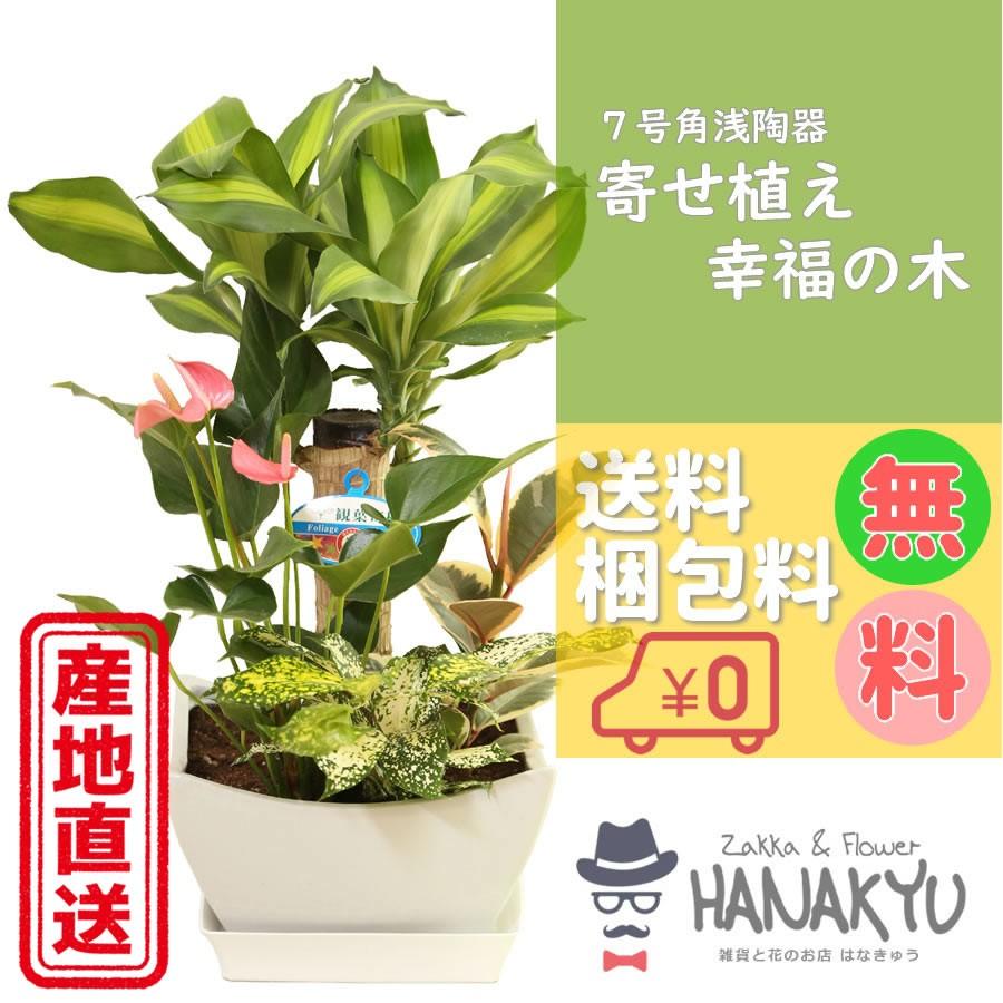 人気の観葉植物 おしゃれ 幸福の木 寄せ植え 7号 スクエア浅陶器鉢 お