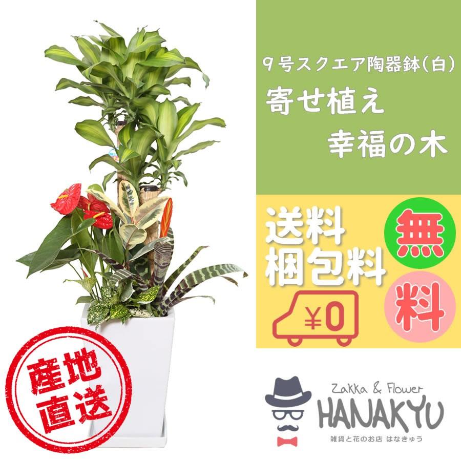 送料無料 観葉植物 幸福の木 人気の寄せ植え 大型 ９号 スクエア陶器鉢 白 ギフトにピッタリ 受け皿付き 高さ約125cm Fakfakkab Go Id