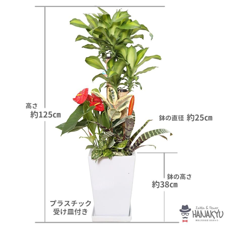 観葉植物 おしゃれ 種類 幸福の木 人気 ギフト 寄せ植え 大型 ９号 スクエア 陶器鉢 白 開店祝い 新築祝い 敬老の日 受け皿 約125cm_1