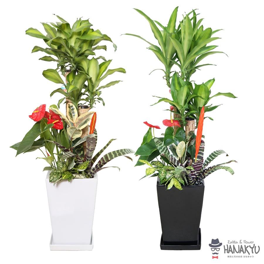 観葉植物 おしゃれ 種類 幸福の木 人気 ギフト 寄せ植え 大型 ９号 スクエア 陶器鉢 白 開店祝い 新築祝い 敬老の日 受け皿 約125cm_2