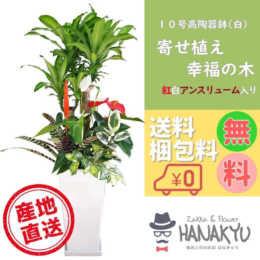 一般受けの観葉草木 かっこ良い 大型 寄せ植え 心うれしいの木(紅白アンスリューム入り口・入口)  10号 高瀬戸もの鉢 白 受け皿付 高さ約140珊 尺鉢 花、ガーデニング-観葉植物