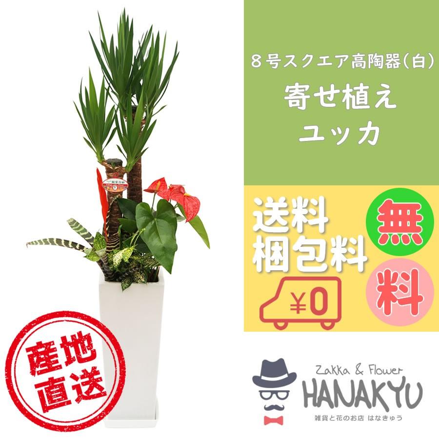 観葉植物 おしゃれ 人気 種類 開店祝い 新築祝い 大型 ユッカ 青年の木 寄せ植え 人気 ８号 スクエア 角 高陶器鉢 白 ギフト 受け皿 高さ約130cm｜hanakyu