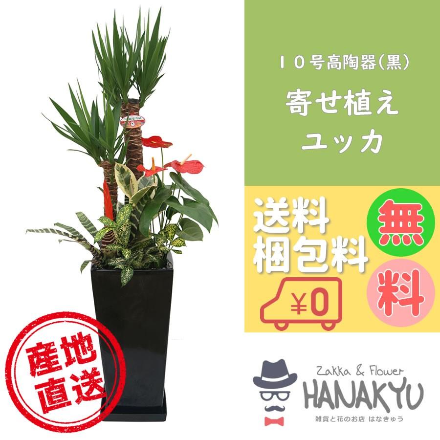 送料無料 観葉植物 おしゃれ 大型 寄せ植え ユッカ 青年の木 10号 高陶器鉢 黒 ギフトにピッタリ 受け皿付き 高さ約140cm 尺鉢 Supersport Tn
