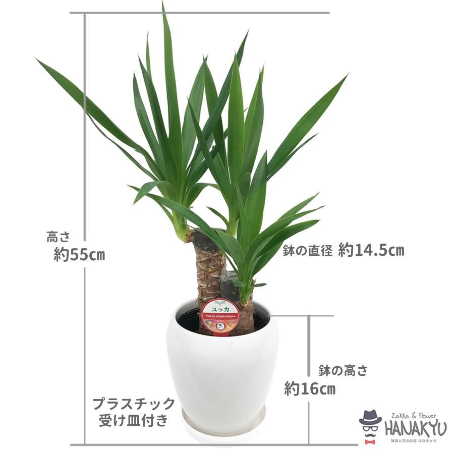 ユッカ 約90cm 白い鉢付き