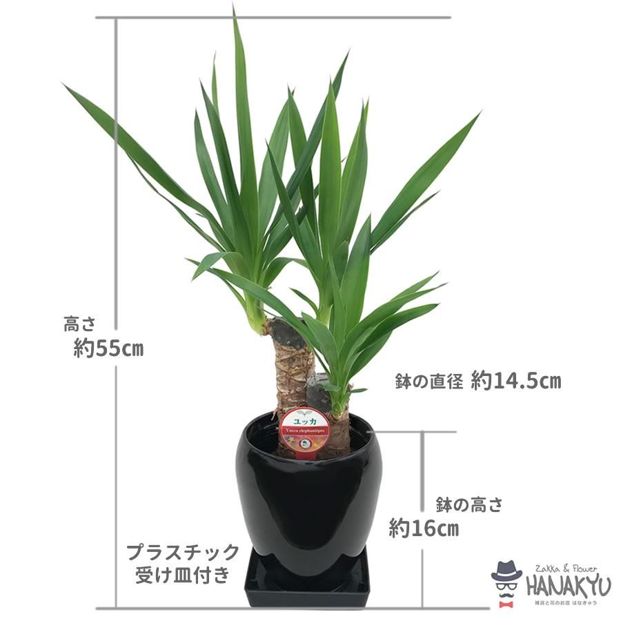 送料無料 観葉植物 おしゃれ 人気 ユッカ/青年の木 ５号 丸陶器鉢 黒 ギフト 自分用 インテリア お手軽価格 受け皿付き 高さ約55cm｜hanakyu｜02