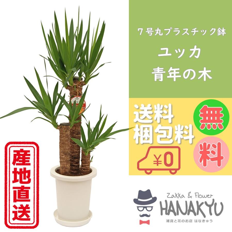 送料無料 観葉植物 おしゃれ 人気 ユッカ 青年の木 ７号 丸プラスチック鉢 ギフトにも自分用にも 受け皿付き 高さ約90cm 別倉庫からの配送