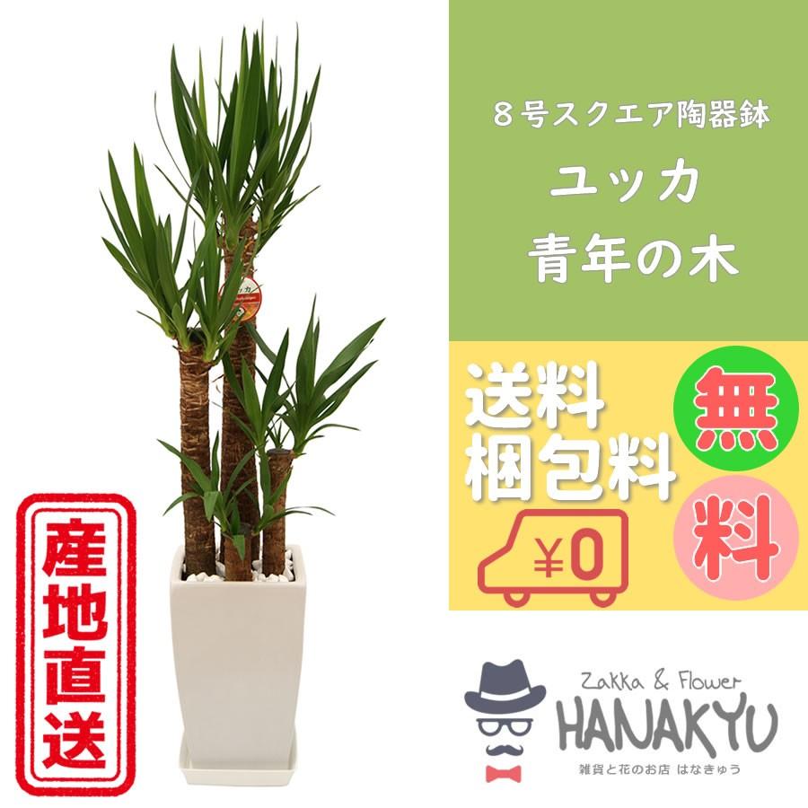 観葉植物 おしゃれ 人気 種類 開店祝い 新築祝い ユッカ 青年の木 ８号 スクエア陶器鉢 ギフト インテリア 受け皿付き 約125cm