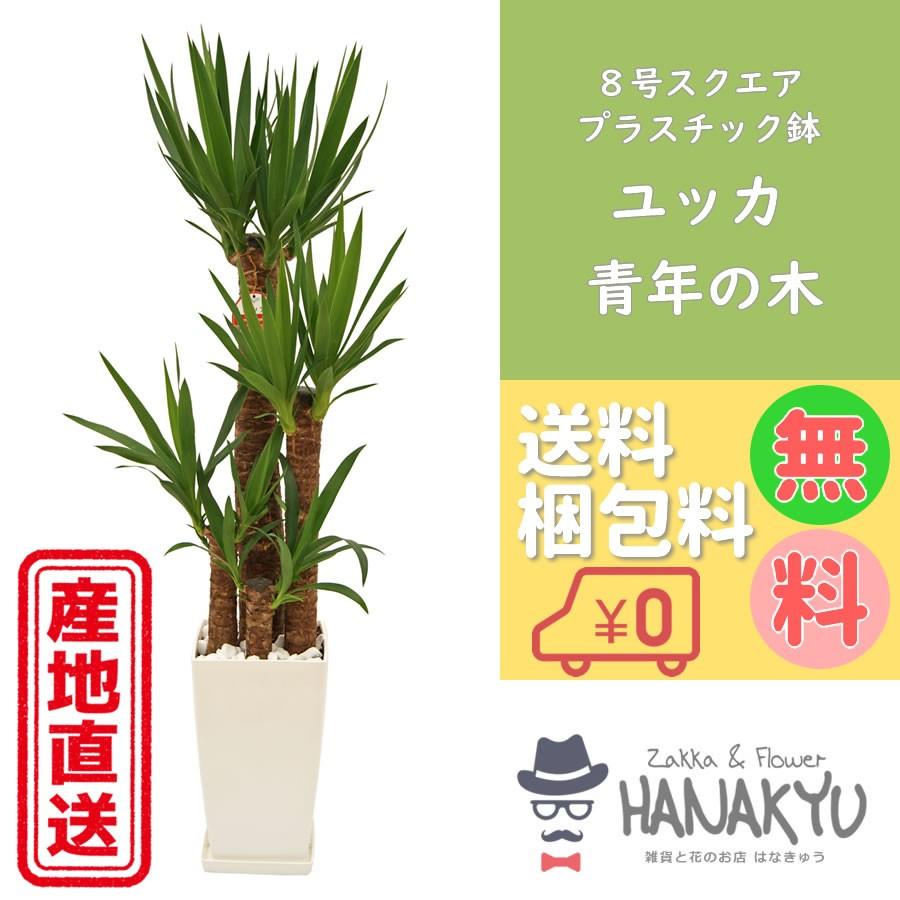 売れ筋ランキング 送料込み サンスベリア 高さ約120cm asakusa.sub.jp