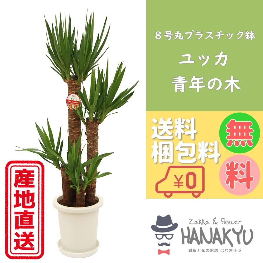 観葉植物 おしゃれ 人気 種類 開店祝い 新築祝い ユッカ/青年の木 ８号 丸プラスチック鉢 ギフト インテリア 受け皿付き 高さ約120cm