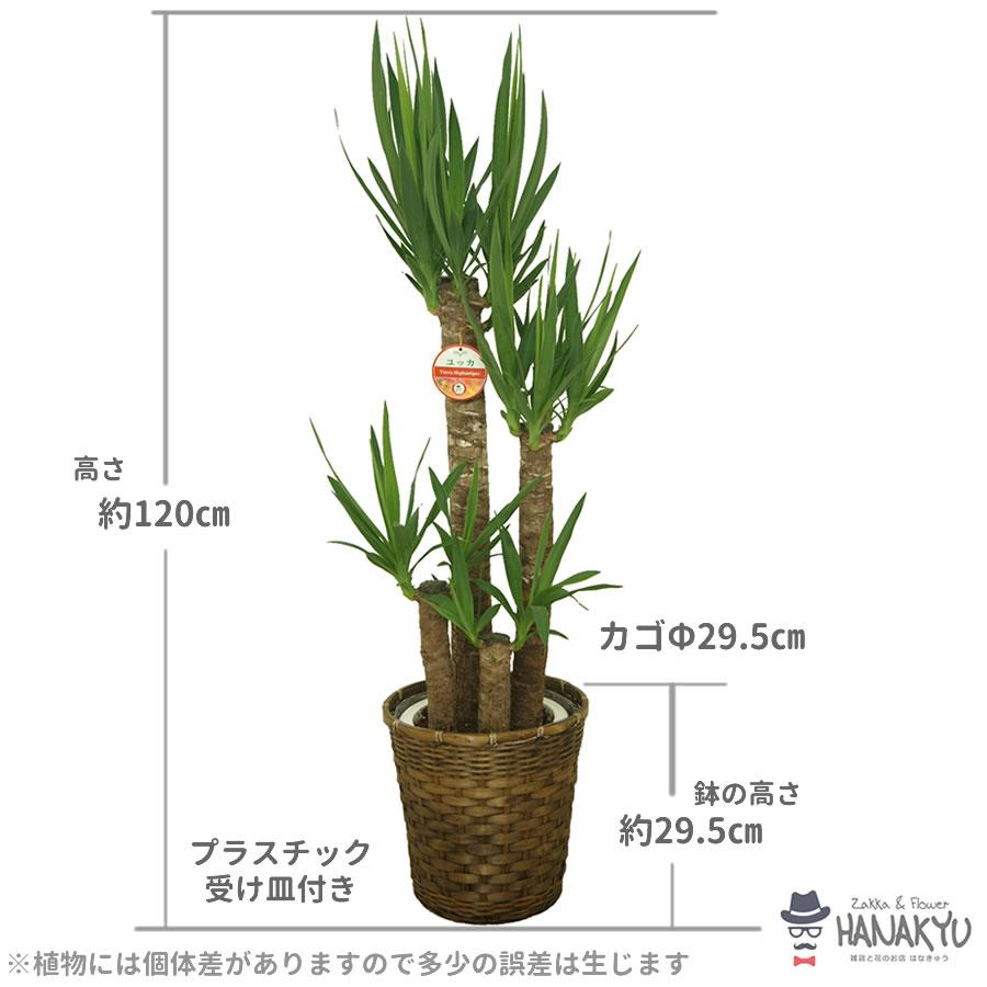 観葉植物 おしゃれ 人気 種類 開店祝い 新築祝い 母の日 ユッカ 青年の