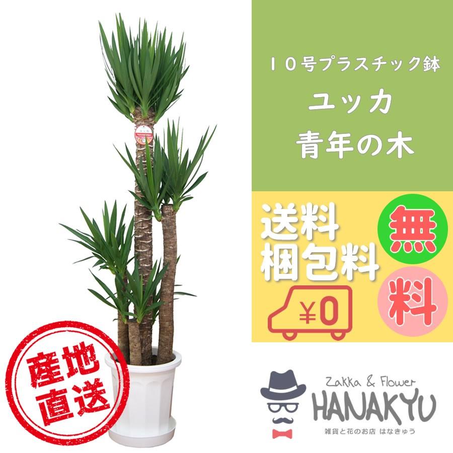 観葉植物 おしゃれ 人気 種類 開店祝い 新築祝い ユッカ 青年の木 10号