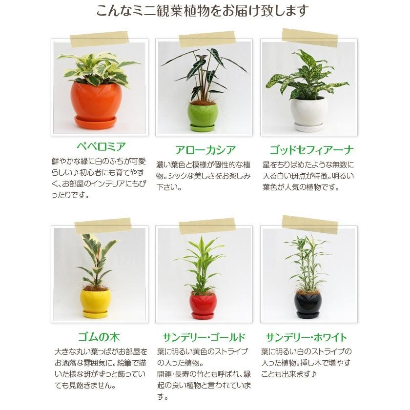 選べる観葉-4号-カラフル陶器(ココファイバー付)送料無料 : 観葉植物