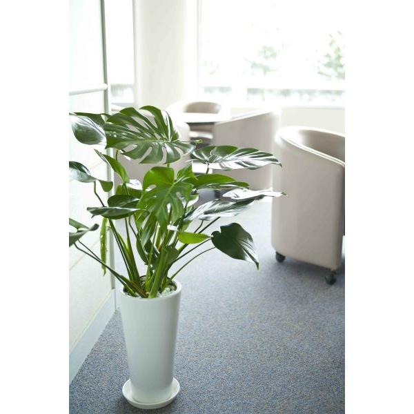 観葉植物 モンステラ7号陶器鉢ロング 人気 開店祝い : 観葉植物の生産