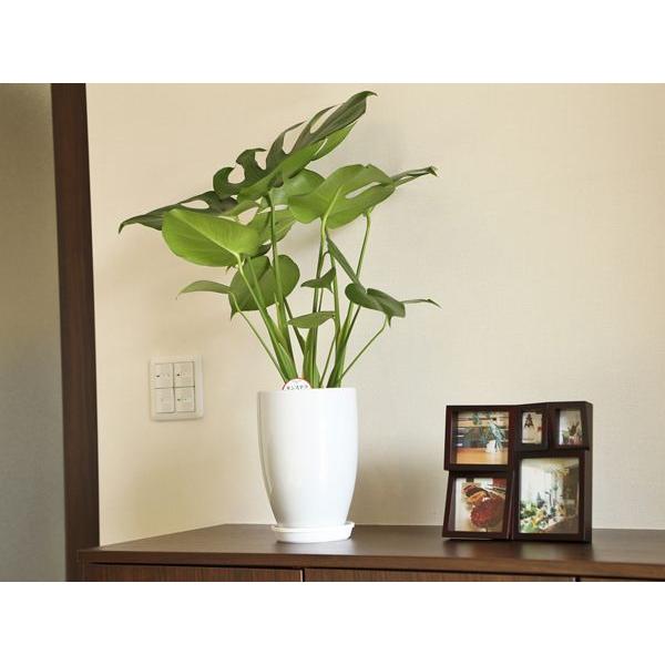 観葉植物　モンステラ Amazon｜観葉植物 本物 8号+6号セット 幸福の木8号・モンステラ6