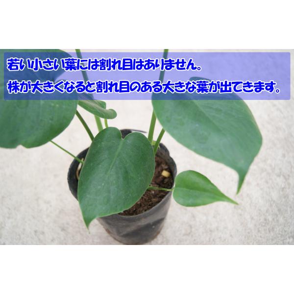 観葉植物 モンステラ6号鉢 人気 ランキング : 観葉植物の生産直売 幸せ