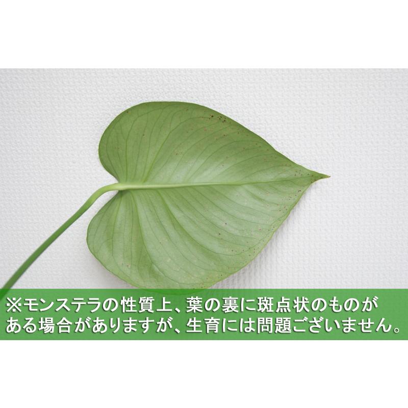 観葉植物 モンステラ6号鉢 人気 ランキング｜hanakyubin｜09