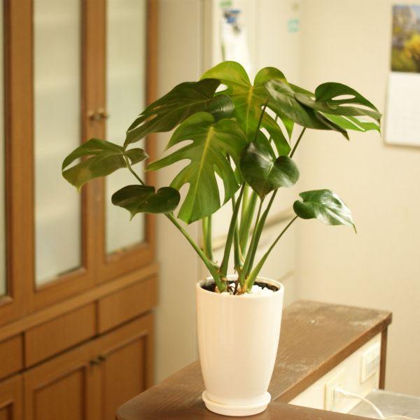 観葉植物 モンステラ6号鉢 人気 ランキング : 観葉植物の生産 観葉植物 モンステラ6号鉢 人気 ランキング : 観葉植物の生産