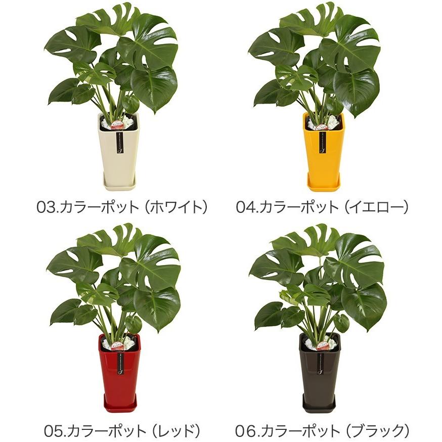 観葉植物 モンステラ6号鉢 人気 ランキング 観葉植物の生産直売 幸せの花急便 通販 Yahoo ショッピング
