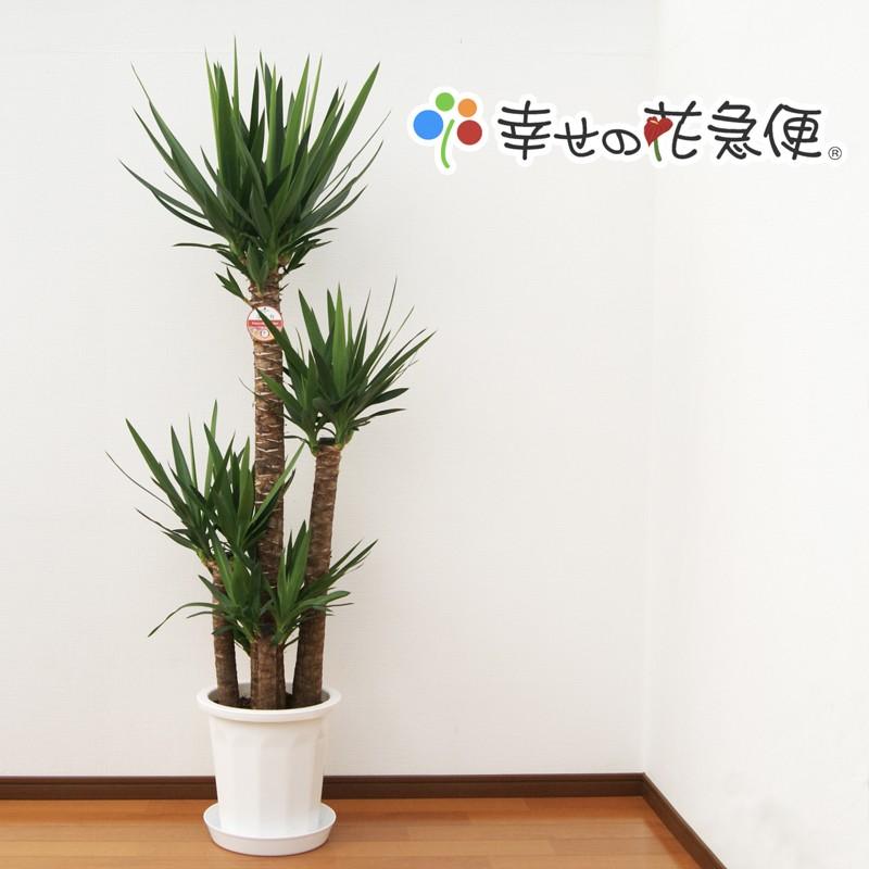 観葉植物 ユッカ(青年の木)10号プラスチック鉢 開店祝い インテリア