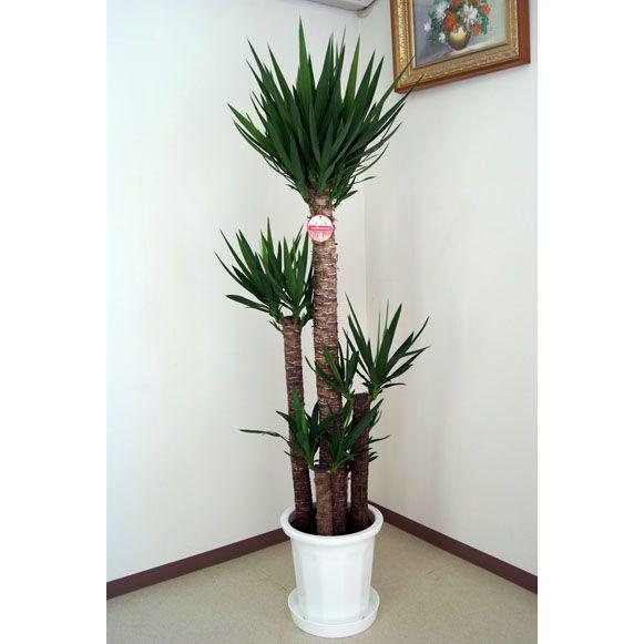 観葉植物 ユッカ(青年の木)10号プラスチック鉢 開店祝い インテリア