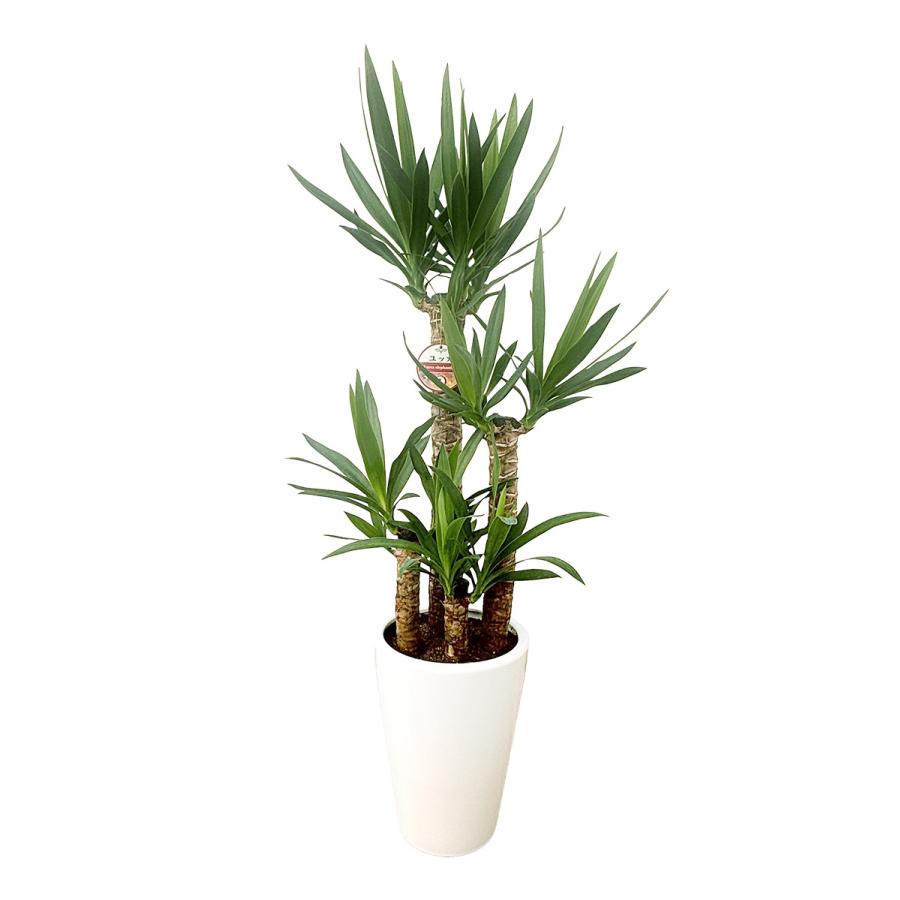 観葉植物 ユッカ(青年の木)8号陶器-角丸鉢 開店祝い インテリア 人気