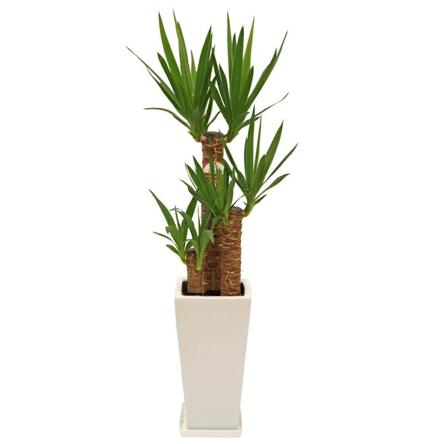 観葉植物 ユッカ(青年の木)7号角高陶器鉢(白黒) 開店祝い インテリア